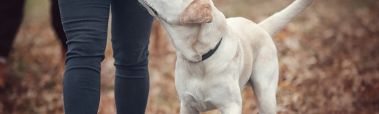 Solution / logiciel de rendez-vous en ligne